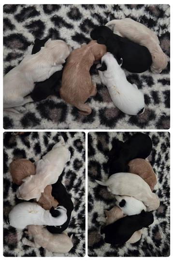 Maltipoo - Maltezer X Mini labradoodle  beschikbaar voor biedingen