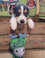 Prachtige boerenfox pups (2 reutjes - 1 teefje), Dieren en Toebehoren, Honden | Jack Russells en Terriërs, Overige rassen, CDV (hondenziekte)