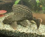 Pleco, Vis