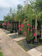 Fruitbomen, dakvorm bomen, zuilvorm bomen en sierbomen, Tuin en Terras, Planten | Bomen, Ophalen