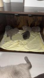 Britse korthaar, Dieren en Toebehoren, 0 tot 2 jaar