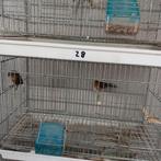 Barmsijsjes wk, Ophalen of Verzenden, Nieuw, Vogelkooi