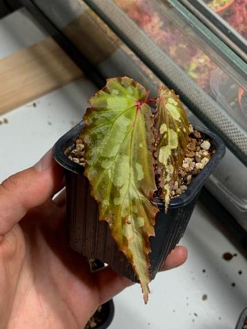 Begonia mantuk beschikbaar voor biedingen