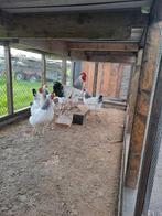 Broedeieren sussex kip, Dieren en Toebehoren, Pluimvee, Geslacht onbekend, Kip