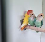 Roseicolli, Dieren en Toebehoren, Vogels | Parkieten en Papegaaien, Meerdere dieren, Parkiet