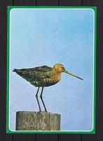 724 VOGEL, Grutto, Ophalen of Verzenden, Gelopen, Vogel