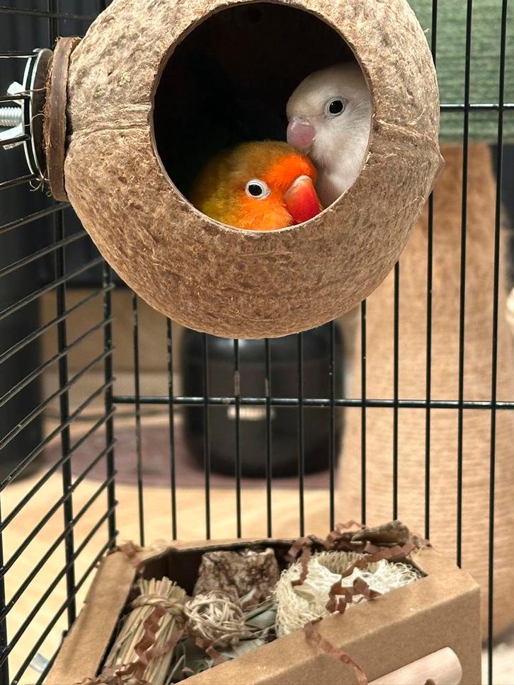 Superlieve handtamme agapornissen MET KOOI, Dieren en Toebehoren, Vogels | Duiven, Overige soorten, Mannelijk