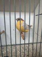 Goudvink bruin pastel geel, Dieren en Toebehoren, Mannelijk, Wildzangvogel, Geringd