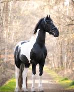 Barock Pinto hengst ter dekking!, Dieren en Toebehoren, Hengst