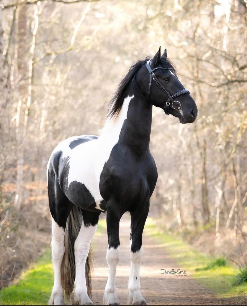 Barock Pinto hengst ter dekking!, Dieren en Toebehoren, Paarden en Pony's | Dekhengsten en Fokmerries, Hengst