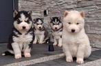 Siberische husky pups, Rabiës (hondsdolheid), 8 tot 15 weken, Buitenland, Poolhond