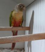 Pyrrhura man, Dieren en Toebehoren, Vogels | Parkieten en Papegaaien, Mannelijk, Parkiet, Geringd