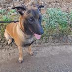 Mechelse herder, Dieren en Toebehoren, Particulier, Reu, Buitenland, Eén hond