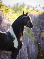 Fok een echte bonte fries !!! Kenzo heeft alles 😍, Dieren en Toebehoren, Paarden en Pony's | Dekhengsten en Fokmerries, Hengst