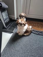 Boomer pups, Dieren en Toebehoren, Rabiës (hondsdolheid), Overige rassen, 8 tot 15 weken, Meerdere