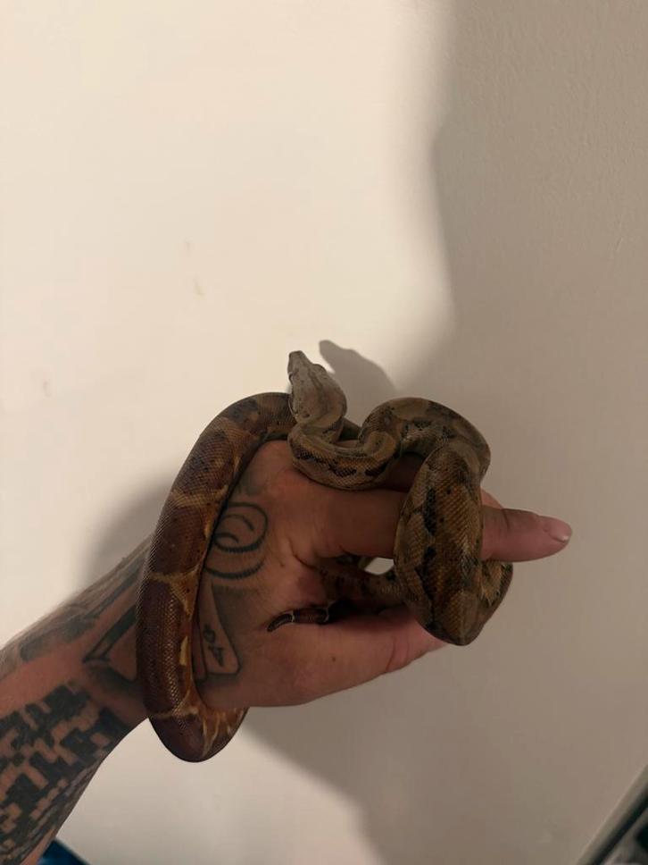 Twee boa constrictors imperators