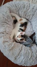 SPOED PLAATSING Lieve kitten lapjes poes 8 weekjes, Dieren en Toebehoren, Katten en Kittens | Overige Katten, Poes, Kortharig