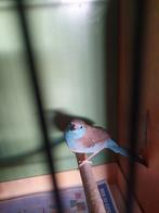 Blauw fazantje ( man ), Dieren en Toebehoren, Vogels | Overige Vogels, Mannelijk, Tropenvogel