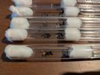 Lasius niger koningin met werksters en broed, Dieren en Toebehoren, Mieren