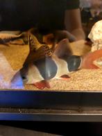Clownbotia, Dieren en Toebehoren, Vis