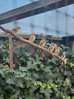 Mozambiquesijs pop gezocht, Dieren en Toebehoren, Vogels | Overige Vogels, Vrouwelijk, Wildzangvogel, Geringd