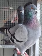 Duitse modena  blauw geband  en ongeband, Dieren en Toebehoren, Meerdere dieren, Overige soorten