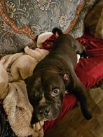 Bully xxl, Dieren en Toebehoren, CDV (hondenziekte), Eén hond, 3 tot 5 jaar, Nederland