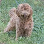 Australian labradoodle pups mini/ kleine medium, Dieren en Toebehoren, 8 tot 15 weken, Parvo, Meerdere dieren, Eén hond