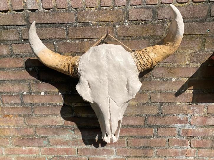 Prachtige schedel van een stier, Huis en Inrichting, Woonaccessoires | Wanddecoraties, Zo goed als nieuw, Ophalen