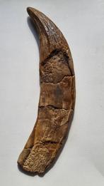 Pliosaurus tand replica - 36cm, Ophalen of Verzenden, Fossiel