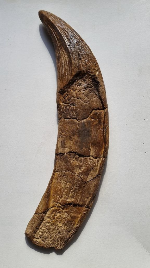 Pliosaurus tand replica - 36cm, Verzamelen, Mineralen en Fossielen, Fossiel, Ophalen of Verzenden