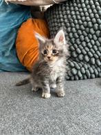 Maine coon kittens met stamboom, Dieren en Toebehoren, Katten en Kittens | Raskatten | Langhaar, Meerdere dieren, 0 tot 2 jaar