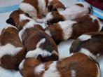Shih Tzu pups, Rabiës (hondsdolheid), Overige rassen, 8 tot 15 weken, Meerdere