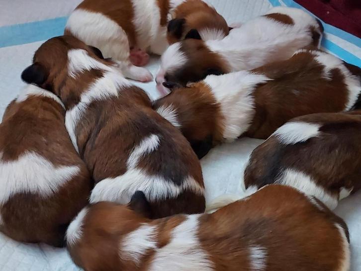 Shih Tzu pups, Dieren en Toebehoren, Honden | Chihuahua's en Gezelschapshonden, Meerdere dieren, Overige rassen, Particulier, Meerdere