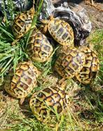 Landschildpad, Testudo hermanni hercegovinensis, Dieren en Toebehoren, Schildpad