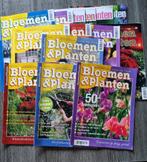 Bloemen en planten, Ophalen of Verzenden, Overige soorten, Volle zon