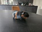 2 mooie Cavia's. 2 zeugjes. Incl. Kooi met toebehoren., Dieren en Toebehoren, Knaagdieren, Juni, Vrouwelijk, Cavia