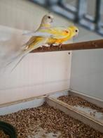 Koppel roodrug parkiet, Meerdere dieren, Parkiet, Geringd