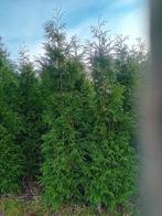 Coniferen Thuja occ. Brabant 100-350 cm, Ophalen, Conifeer, 100 tot 250 cm