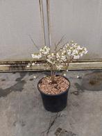 prunus incisa kojou-no-mai, Vaste plant, Halfschaduw, Lente, Ophalen