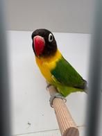 Personata groen pop, Dieren en Toebehoren, Vrouwelijk, Dwergpapegaai of Agapornis, Geringd
