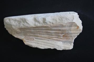 Pinna cretacea Boven-Krijt beschikbaar voor biedingen