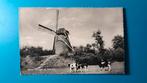 Albergen molen Fleringen koeien 1960, Ophalen of Verzenden, 1940 tot 1960, Gelopen, Overijssel