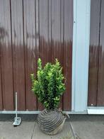 Buxus vervanger, Euonymus Greenspire, Tuin en Terras, Ophalen, Buxus, Haag, Minder dan 100 cm