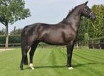 Knappe zzl ruin v.Arlando, Dieren en Toebehoren, Paarden, ZZ, Gechipt, Ruin, Dressuurpaard