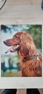 Prachtige Honden foto's Setter, Spaniel en Jonge hon, Ophalen of Verzenden