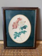 Vintage Rozen Print, Redoute, Ophalen of Verzenden