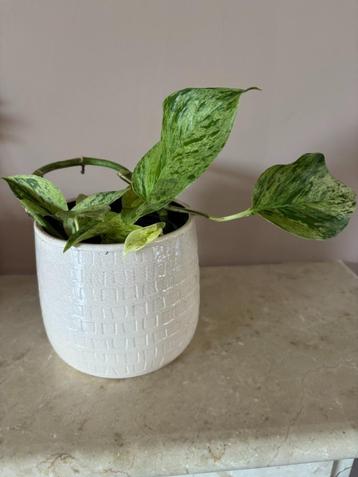 Stek Scindapsus Aureus in een pot/kamerplant beschikbaar voor biedingen