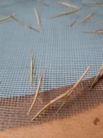 Wandelende takken gratis, Wandelende tak