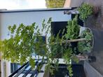 Kastanjeboom 3,5 meter hoog incl. Pot, Tuin en Terras, Planten | Bomen, Ophalen of Verzenden, Overige soorten